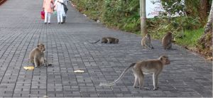 Long-tailed macaques on residential pavement, Mauritius