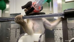Long-tailed macaque masked and restrained for inhalation toxicity testing in UK; Toxicity.inc