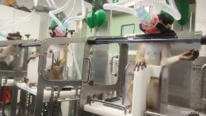 Long-tailed macaques restrained, inhalation toxicity testing; Toxicity.inc