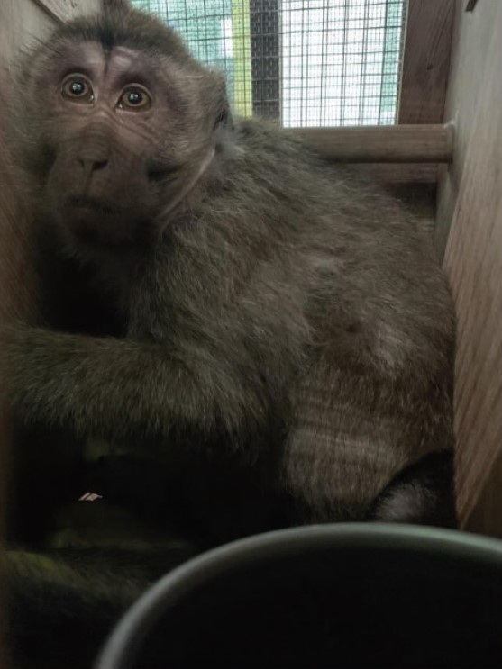 Long-tailed macaque in transport crate, Brussels Airport; Animal Rights