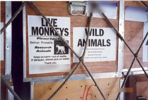 Example of transit crates containing monkeys for airline shipment