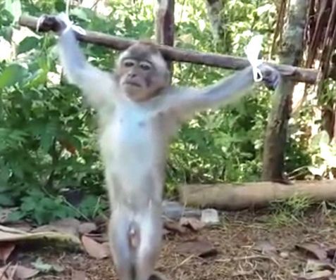 Squeak, long-tailed macaque baby, tied to cross