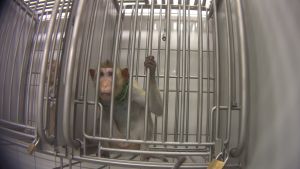 Long-tailed macaque in laboratory cage; SOKO Tierschutz/Cruelty Free International