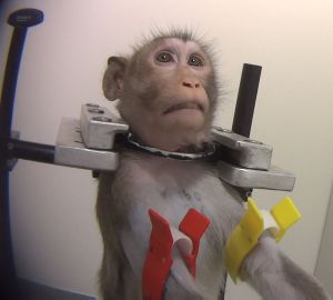 Long-tailed macaque with metal collar in restraint chair; SOKO Tierschutz/Cruelty Free International