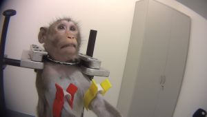 Long-tailed macaque at German testing laboratory; SOKO Tierschutz/Cruelty Free International