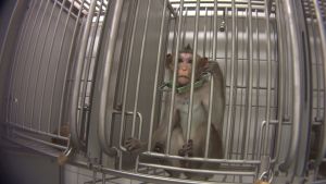 Long-tailed macaque in laboratory cage; SOKO Tierschutz/Cruelty Free International