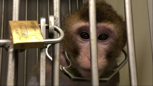 Long-tailed macaque in laboratory; SOKO Tierschutz/Cruelty Free International