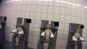 Long-tailed macaques in toxicity testing laboratory; SOKO Tierschutz/Cruelty Free International