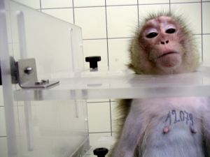 Long-tailed macaque restrained by neck and body in testing laboratory; Cruelty Free International/SOKO Tierschutz