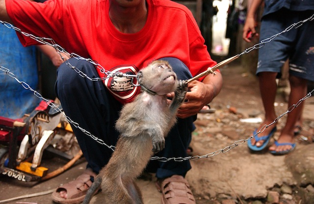 Long-tailed macaque with neck chains, forced to stand on hind legs; JAAN/Sumatra Wildlife Center