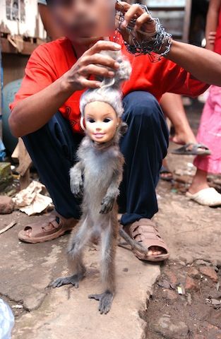 Long-tailed macaque with dolls' head clamped on head; JAAN/Sumatra Wildlife Center