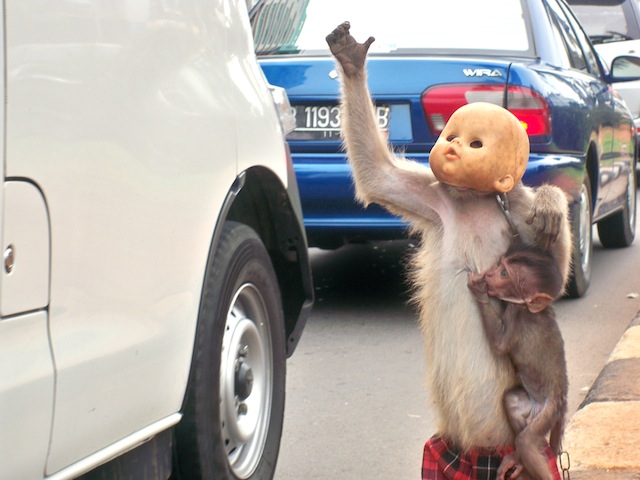 Long-tailed macaques (mum and baby) used in street 'entertainment', Indonesia; JAAN/Sumatra Wildlife Center