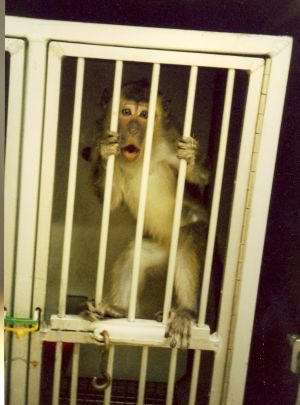 Long-tailed macaque used in toxicity testing in UK laboratory; Cruelty Free International