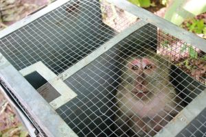 Long-tailed macaque trapped in Indonesia; Pramudya Harzani