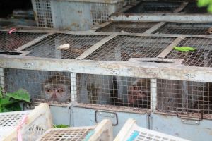 Long-tailed macaques trapped in Indonesia; Pramudya Harzani