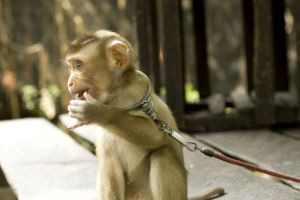 Young macaque used in Thailand tourism; World Animal Protection