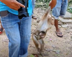 Northern pig-tailed macaque female and infant being dragged along at Angkor Wat, social media