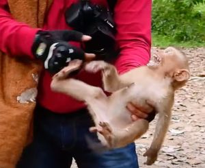 Infant northern pig-tailed macaque held and screaming in fear at Angkor Wat, social media