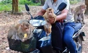 Juvenile northern pig-tailed macaques carried on motorcycle at Angkor Wat, social media