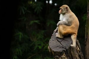 Rhesus macaque in jungle; Anirudh Chaudhary on Unsplash