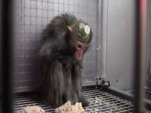 Rhesus macaque with electrodes implanted into brain; Cruelty Free International/SOKO Tierschutz
