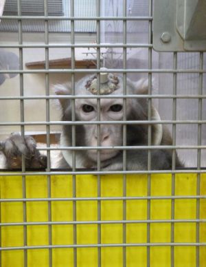 Rhesus macaque used in brain research; Cruelty Free International/SOKO Tierschutz