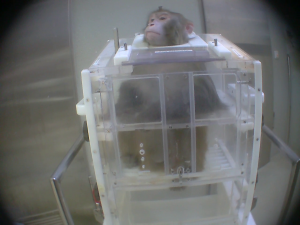 Rhesus macaque in a 'primate chair' in a laboratory; Cruelty Free International/SOKO Tierschutz