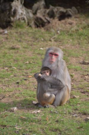 Rhesus macaque baby and mum; One Voice
