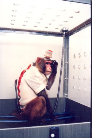 Rhesus macaque with implanted head apparatus, jacket and tether in US laboratory; Action for Primates