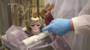 Rhesus macaque used in brain research, KU Leuven, Belgium; photo credit Canvas documentary 'Dieren als instrumenten'