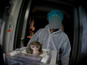 Rhesus macaque with implanted head post restrained in 'primate chair' in a German laboratory; Cruelty Free International/SOKO Tierschutz