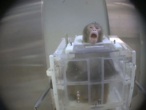 Macaque in primate chair; Cruelty Free International / SOKO Tierschutz