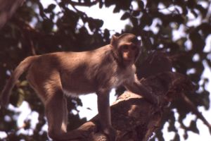 Rhesus macaque in India; Action for Primates