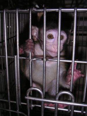 Infant rhesus macaque in a laboratory cage; Cruelty Free International/SOKO_Tierschutz