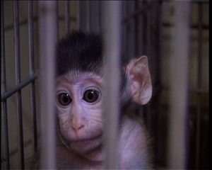 Infant rhesus macaque in laboratory cage; Cruelty Free International/SOKO_Tierschutz
