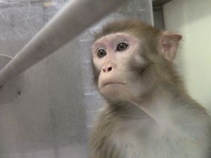 Rhesus macaque in laboratory cage; Cruelty Free International/SOKO Tierschutz