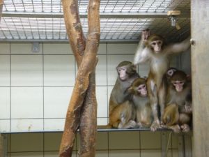Rhesus macaques in a laboratory; Cruelty Free International/SOKO Tierschutz