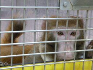 Rhesus macaque in laboratory cage; SOKO Tierschutz and Cruelty Free International