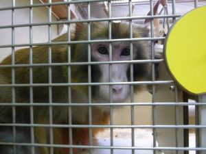 Rhesus macaque with head post in a laboratory; Cruelty Free International/SOKO Tierschutz
