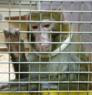 Rhesus macaque in laboratory cage, neck collar; SOKO Tierschutz/Cruelty Free International