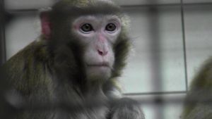 Rhesus macaque in a laboratory cage; SOKO Tierschutz/Cruelty Free International