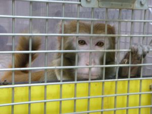 Rhesus macaque in European laboratory; SOKO Tierschutz / Cruelty Free International
