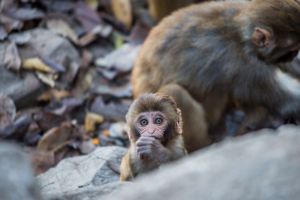 Free-living rhesus macaques at Swayambhunath Temple, Nepal; photo credit Jo-Anne McArthur / We Animals