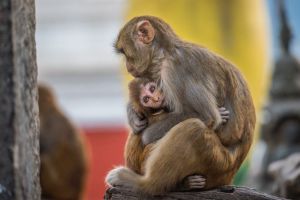 Rhesus macaque infant with mother; credit Jo-Anne McArthur / We Animals