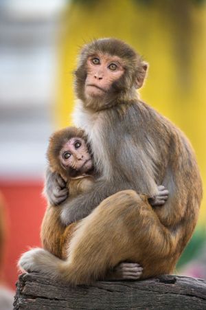 Rhesus macaque mum with infant; Jo-Anne McArthur / We Animals