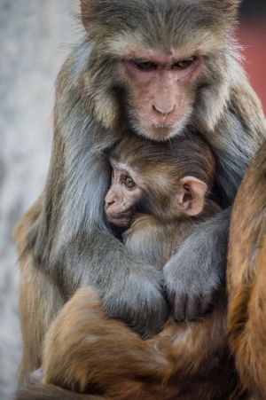 Rhesus macaque with baby in Nepal; photo credit Jo Anne McArthur / We Animals