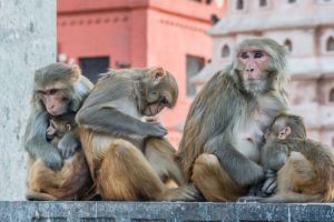 Rhesus macaque mothers and infants living freely in Nepal; Jo-Anne McArthur / We Animals