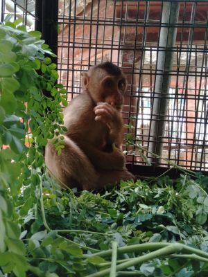 Boim, rescued southern pig-tailed macaque; Jakarta Animal Aid Network