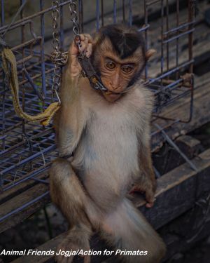 Southern pig-tailed macaque at Indonesian market; Animal Friends Jogja/Action for Primates