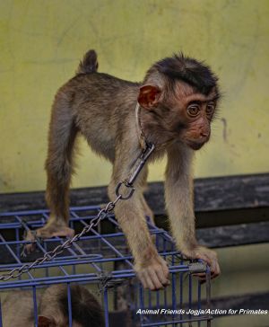 Infant southern pig-tailed macaques in captivity; Animal Friends Jogja/Action for Primates